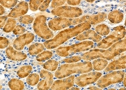 Invitrogen MRPL55 Polyclonal Antibody 100 &mu;L; Unconjugated:Antibodies,