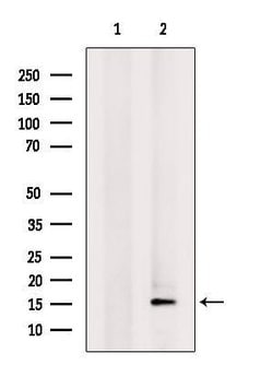 Invitrogen MRPL55 Polyclonal Antibody 100 &mu;L; Unconjugated:Antibodies,