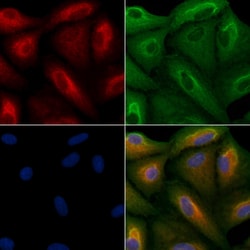 RPS21 Polyclonal Antibody:Antibodies, Polyclonal