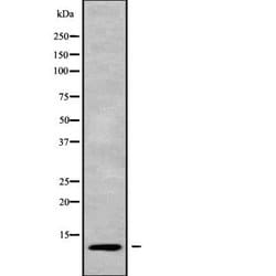 Invitrogen MPS1 Polyclonal Antibody 100 &mu;L; Unconjugated:Antibodies,