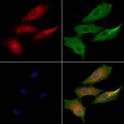 Invitrogen RPL24 Polyclonal Antibody 100 &mu;L; Unconjugated:Antibodies,