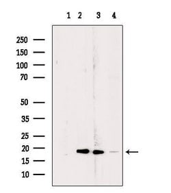 Invitrogen RPL24 Polyclonal Antibody 100 &mu;L; Unconjugated:Antibodies,