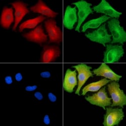 Invitrogen RPL36AL Polyclonal Antibody 100 &mu;L; Unconjugated:Antibodies,