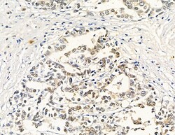 Invitrogen RPL36AL Polyclonal Antibody 100 &mu;L; Unconjugated:Antibodies,