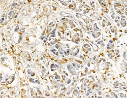 Invitrogen RPL36AL Polyclonal Antibody 100 &mu;L; Unconjugated:Antibodies,