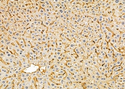 Invitrogen RPL36AL Polyclonal Antibody 100 &mu;L; Unconjugated:Antibodies,