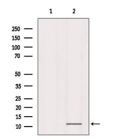 Invitrogen RPL37 Polyclonal Antibody 100 &mu;L; Unconjugated:Antibodies,