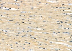 Invitrogen RPL41 Polyclonal Antibody 100 &mu;L | Buy Online | Invitrogen&trade; | Fisher Scientific