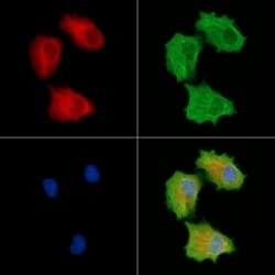 Invitrogen INPP5E Polyclonal Antibody 100 &mu;L; Unconjugated:Antibodies,