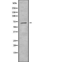 Invitrogen INPP5E Polyclonal Antibody 100 &mu;L; Unconjugated:Antibodies,
