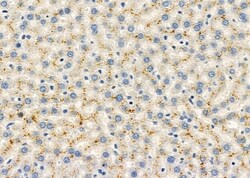Invitrogen CHRNG Polyclonal Antibody 100 &mu;L; Unconjugated:Antibodies,