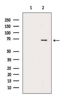 Invitrogen ACOX3 Polyclonal Antibody 100 &mu;L; Unconjugated:Antibodies,