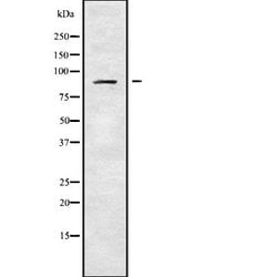 ADAM30 Polyclonal Antibody, Invitrogen 100 &mu;L; Unconjugated:Antibodies,