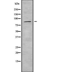 Invitrogen ADAM33 Polyclonal Antibody 100 &mu;L; Unconjugated:Antibodies,