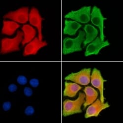 Invitrogen ADAMTS13 Polyclonal Antibody 100 &mu;L; Unconjugated:Antibodies,