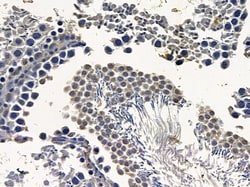 Invitrogen AFF4 Polyclonal Antibody 100 &mu;L; Unconjugated:Antibodies,