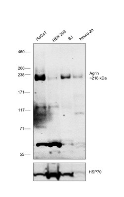 Invitrogen Agrin Polyclonal Antibody 100 &mu;L; Unconjugated:Anticuerpos