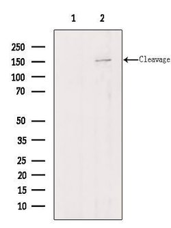 Invitrogen Agrin Polyclonal Antibody 100 &mu;L; Unconjugated:Anticuerpos