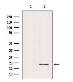 Invitrogen RPP25L Polyclonal Antibody 100 &mu;L; Unconjugated:Antibodies,