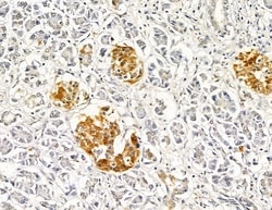 Invitrogen Alsin Polyclonal Antibody 100 &mu;L; Unconjugated:Antibodies,