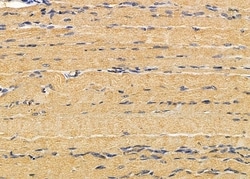 Invitrogen Alsin Polyclonal Antibody 100 &mu;L; Unconjugated:Antibodies,