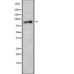 Invitrogen AMPD3 Polyclonal Antibody 100 &mu;L; Unconjugated:Antibodies,