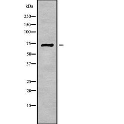 Invitrogen C3orf15 Polyclonal Antibody 100 &mu;L | Buy Online | Invitrogen&trade; | Fisher Scientific