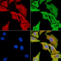 Invitrogen C3orf15 Polyclonal Antibody 100 &mu;L | Buy Online | Invitrogen&trade; | Fisher Scientific