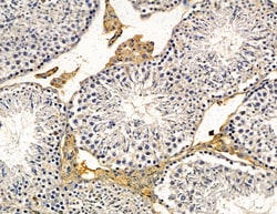 Invitrogen C3orf15 Polyclonal Antibody 100 &mu;L | Buy Online | Invitrogen&trade; | Fisher Scientific