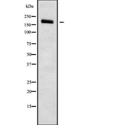 Invitrogen PDS5B Polyclonal Antibody 100 &mu;L; Unconjugated:Antibodies,