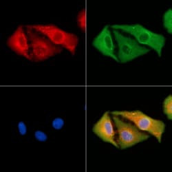 Invitrogen ANGPTL5 Polyclonal Antibody 100 &mu;L; Unconjugated:Antibodies,