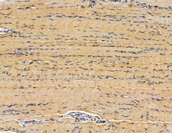 Invitrogen ANGPTL5 Polyclonal Antibody 100 &mu;L; Unconjugated:Antibodies,