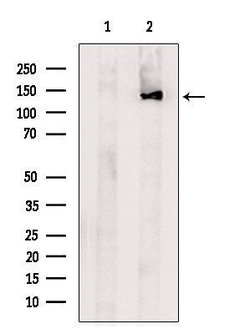 Invitrogen SLC4A2 Polyclonal Antibody 100 &mu;L; Unconjugated:Antibodies,