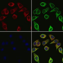 Invitrogen APOC4 Polyclonal Antibody 100 &mu;L; Unconjugated:Antibodies,