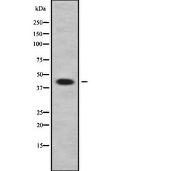 Apolipoprotein L3 Polyclonal Antibody:Antibodies, Polyclonal