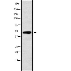 Invitrogen Apolipoprotein L5 Polyclonal Antibody 100 &mu;L; Unconjugated:Antibodies,
