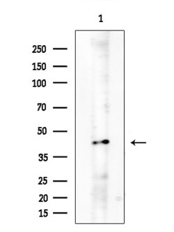 Invitrogen BCL2L14 Polyclonal Antibody 100 &mu;L; Unconjugated:Antibodies,