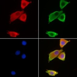 Invitrogen Aquaporin 10 Polyclonal Antibody 100 &mu;L; Unconjugated:Antibodies,
