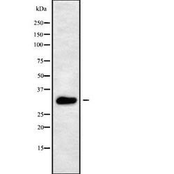 Invitrogen Aquaporin 10 Polyclonal Antibody 100 &mu;L; Unconjugated:Antibodies,