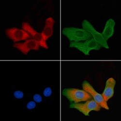 Invitrogen Aquaporin 6 Polyclonal Antibody 100 &mu;L; Unconjugated:Antibodies,
