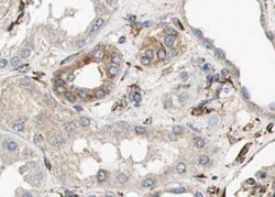 Invitrogen Aquaporin 6 Polyclonal Antibody 100 &mu;L; Unconjugated:Antibodies,
