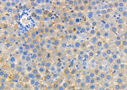 Invitrogen ARSH Polyclonal Antibody 100 &mu;L; Unconjugated:Antibodies,