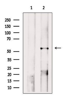 Invitrogen A2BP1 Polyclonal Antibody 100 &mu;L; Unconjugated:Antibodies,