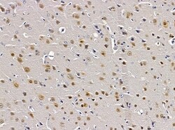 Invitrogen A2BP1 Polyclonal Antibody 100 &mu;L; Unconjugated:Antibodies,
