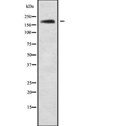 Invitrogen ABCA10 Polyclonal Antibody 100 &mu;L; Unconjugated:Antibodies,