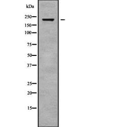 Invitrogen ABCA3 Polyclonal Antibody 100 &mu;L; Unconjugated:Antibodies,