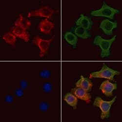 ABCF3 Polyclonal Antibody:Antibodies, Polyclonal