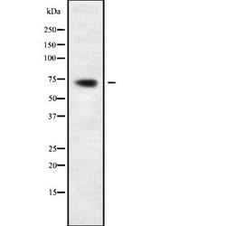 Invitrogen PIF1 Polyclonal Antibody 100 &mu;L; Unconjugated:Antibodies,