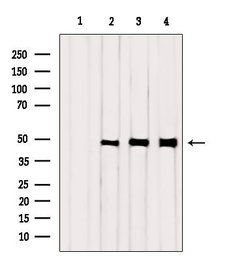 Invitrogen KCNJ14 Polyclonal Antibody 100 &mu;L; Unconjugated:Antibodies,