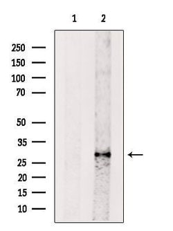 Invitrogen BATF2 Polyclonal Antibody 100 &mu;L; Unconjugated:Antibodies,